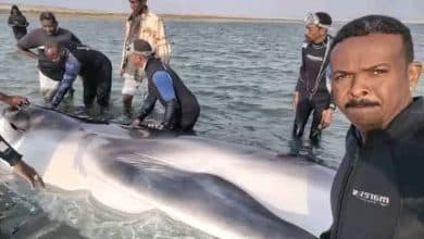 نفوق حوت زعنفى بعد جنوحه إلى المياه الضحلة بخليج دنقناب في البحر الأحمر