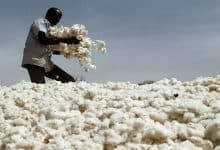 شركة السودان للأقطان