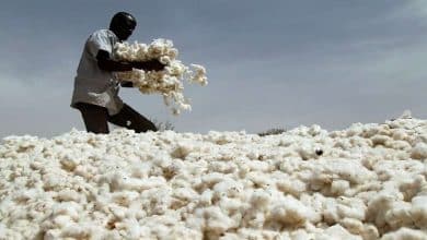 شركة السودان للأقطان