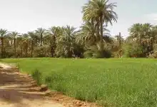 الولاية الشمالية