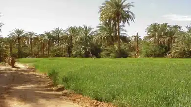 الولاية الشمالية